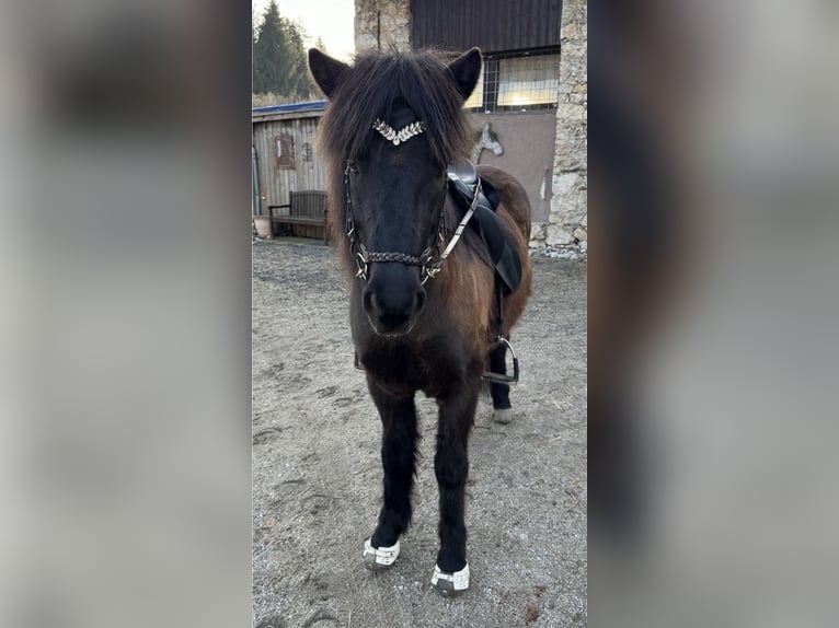 Islandshäst Valack 8 år 138 cm Rökfärgad svart in Kirchbichl