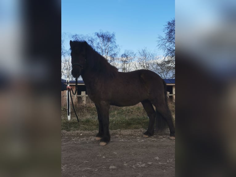 Islandshäst Valack 8 år 140 cm Svart in Seevetal