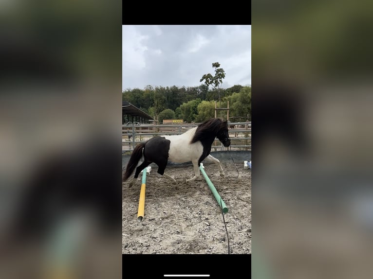Islandshäst Valack 8 år 142 cm Pinto in Krombach