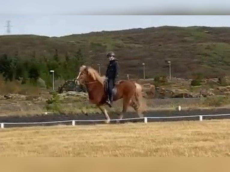 Islandshäst Valack 8 år 145 cm fux in Schneverdingen
