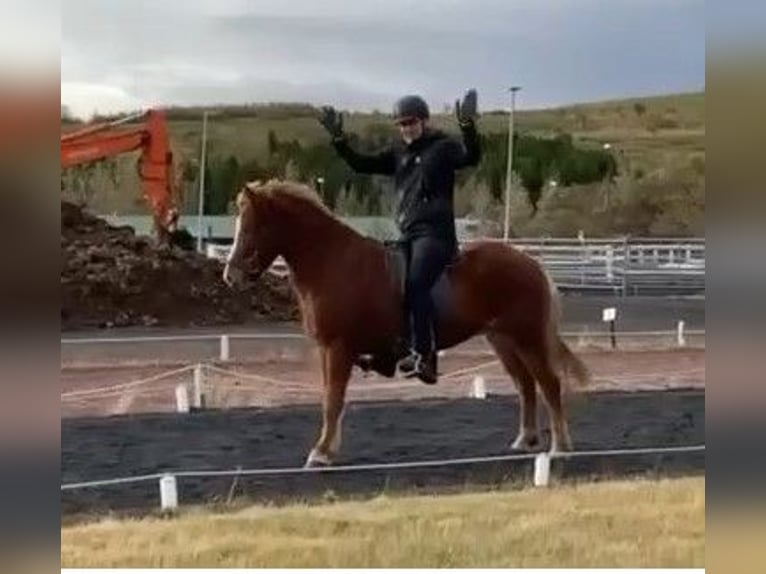 Islandshäst Valack 8 år 145 cm fux in Schneverdingen