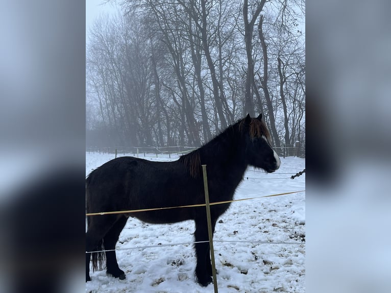 Islandshäst Valack 9 år 138 cm Rökfärgad svart in Seevetal