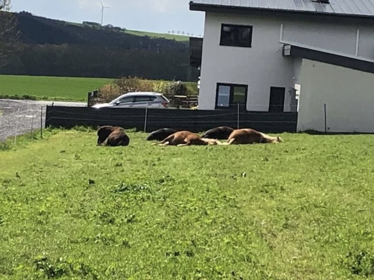 Islandshäst Valack 9 år Mörkbrun in Kehrig