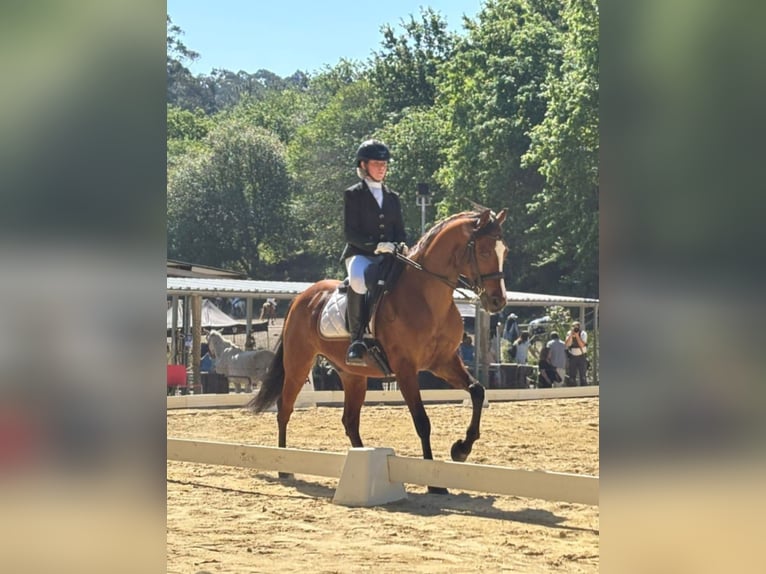 Ispano-Arabo Mix Castrone 10 Anni 158 cm Baio in Angustia, A (Nigran)