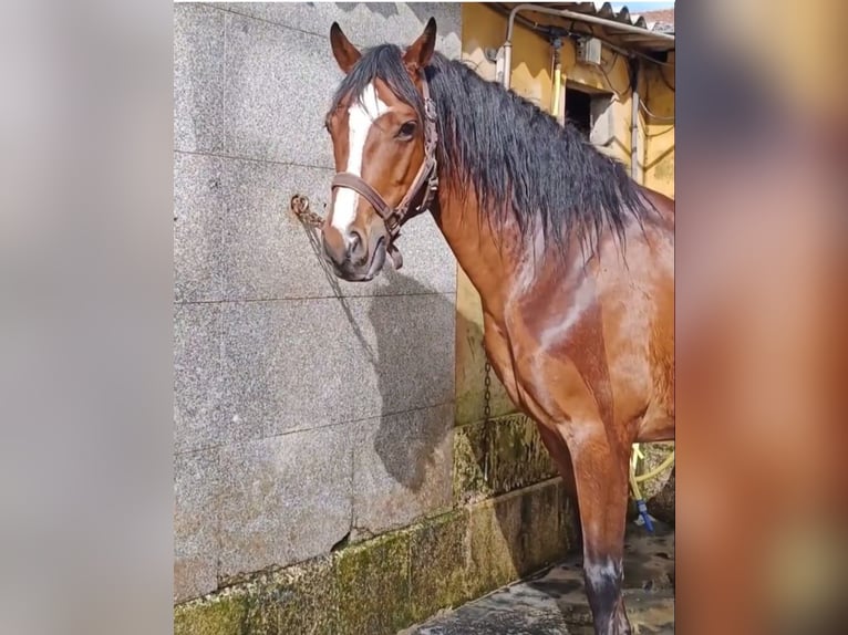 Ispano-Arabo Mix Castrone 10 Anni 158 cm Baio in Angustia, A (Nigran)