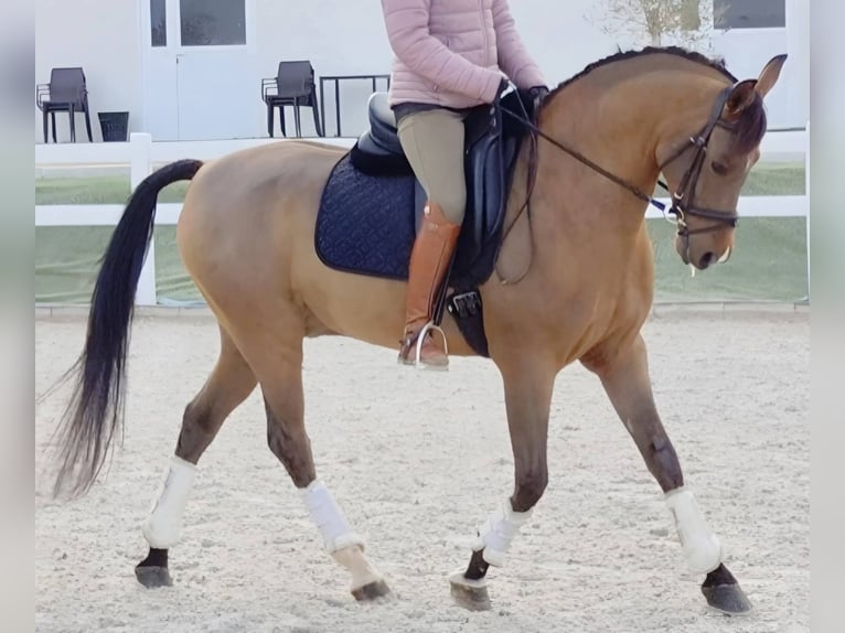 Ispano-Arabo Castrone 11 Anni 159 cm Baio in Madrid