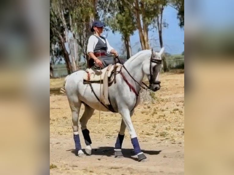 Ispano-Arabo Castrone 11 Anni 159 cm Grigio in Sevilla