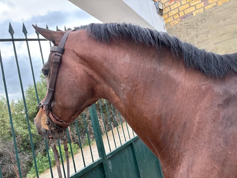 Ispano-Arabo Castrone 11 Anni 165 cm Baio in Montellano