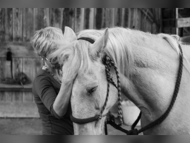 Ispano-Arabo Castrone 12 Anni 150 cm Palomino in Steinen
