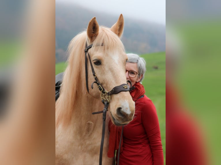 Ispano-Arabo Castrone 12 Anni 150 cm Palomino in Steinen