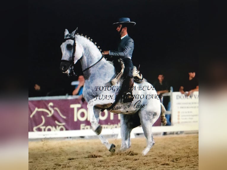 Ispano-Arabo Mix Castrone 13 Anni 160 cm Grigio in Sanlucar La Mayor