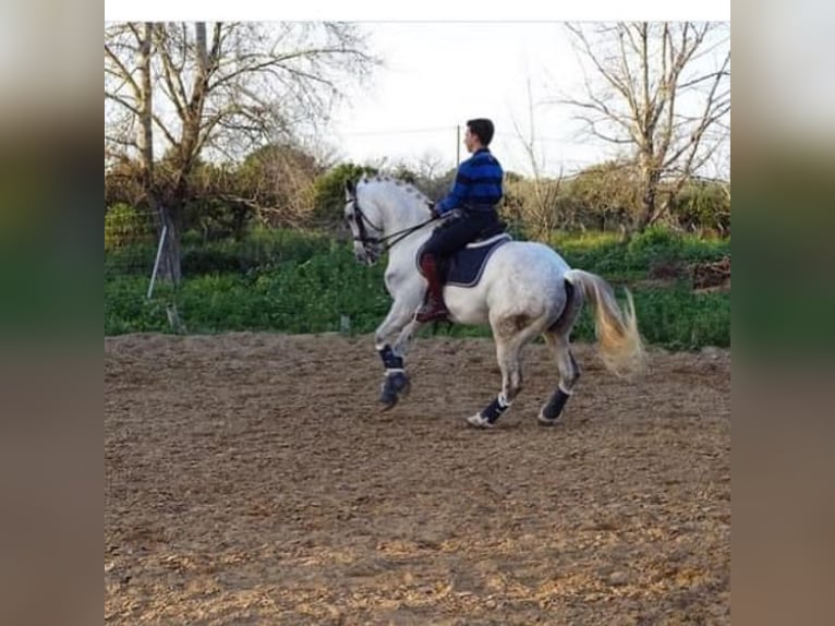 Ispano-Arabo Mix Castrone 13 Anni 160 cm Grigio in Sanlucar La Mayor