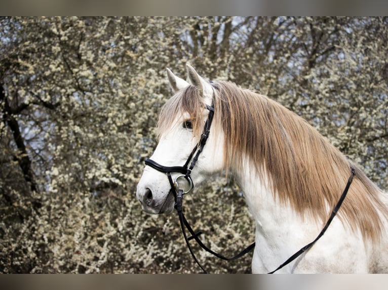 Ispano-Arabo Castrone 13 Anni 162 cm Grigio in Hohnstorf Ispano-Arabo Castrone 13 Anni 162 cm Grigio in Hohnstorf