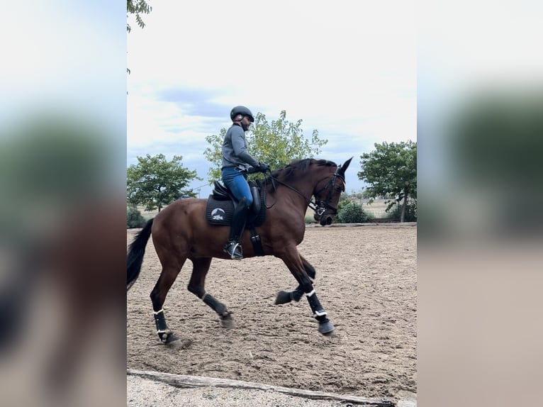 Ispano-Arabo Castrone 13 Anni 169 cm Baio chiaro in Alcala De Henares