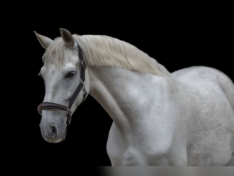 Ispano-Arabo Castrone 14 Anni 160 cm Grigio in Baldham