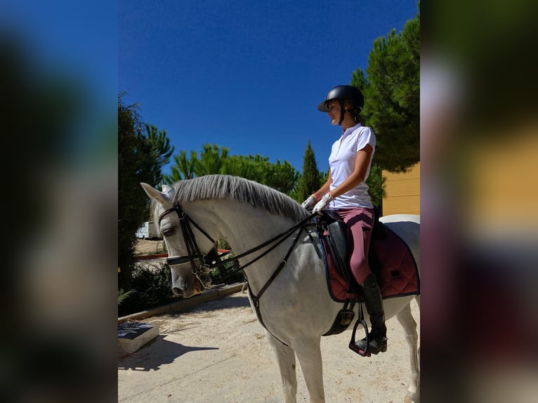 Ispano-Arabo Castrone 16 Anni 169 cm Grigio in Madrid