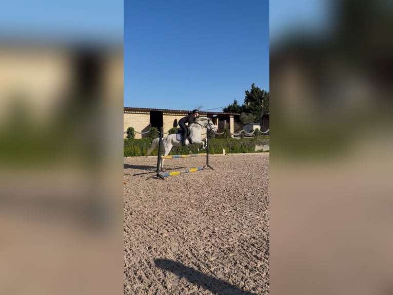 Ispano-Arabo Castrone 16 Anni Grigio in Trapaga-Causo
