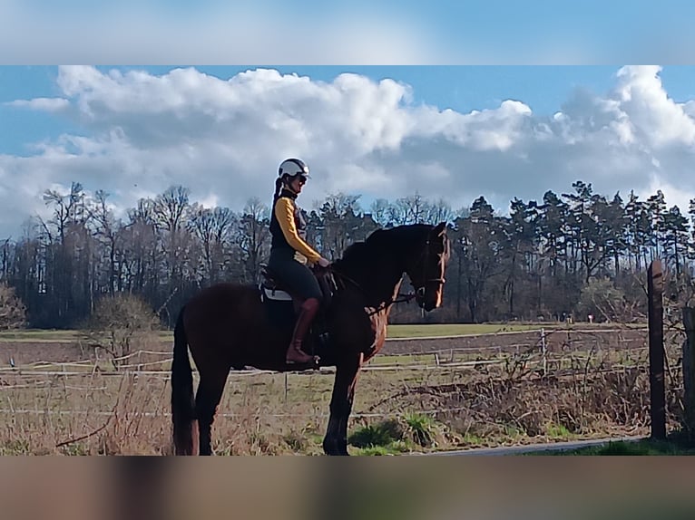 Ispano-Arabo Castrone 18 Anni 165 cm Baio in Kleinmaischeid