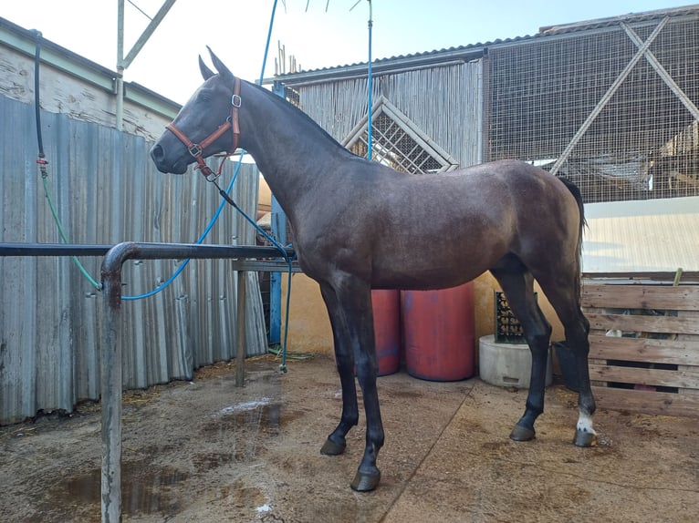 Ispano-Arabo Castrone 2 Anni 155 cm Grigio trotinato in La Cañada Almería