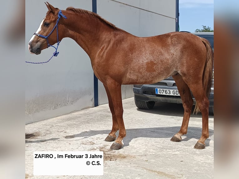 Ispano-Arabo Castrone 3 Anni 155 cm Sauro in Vejer de la Frontera