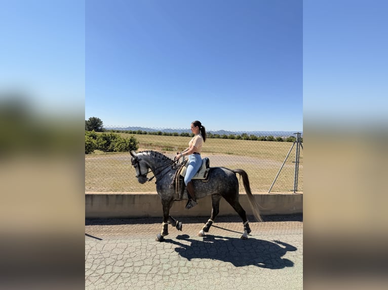 Ispano-Arabo Castrone 3 Anni 160 cm Grigio pezzato in La Pobla De Vallbona