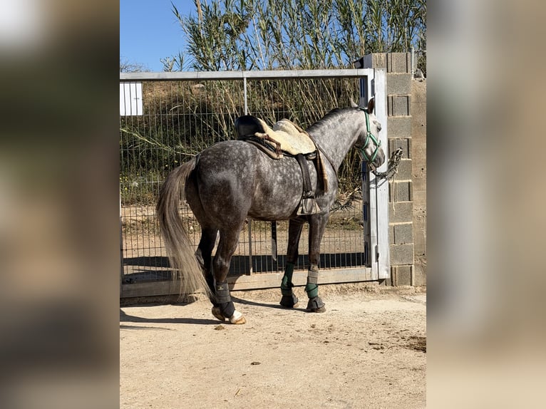Ispano-Arabo Castrone 3 Anni 160 cm Grigio pezzato in La Pobla De Vallbona