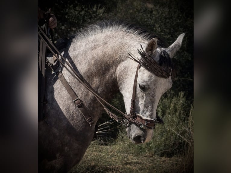 Ispano-Arabo Castrone 3 Anni 160 cm Grigio pezzato in La Pobla De Vallbona