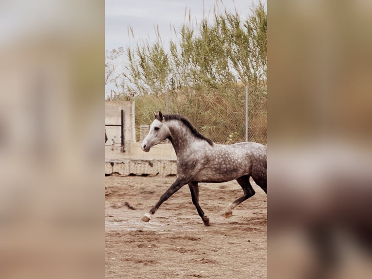 Ispano-Arabo Castrone 3 Anni 160 cm Grigio pezzato in La Pobla De Vallbona