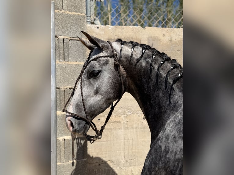 Ispano-Arabo Castrone 3 Anni 160 cm Grigio pezzato in La Pobla De Vallbona