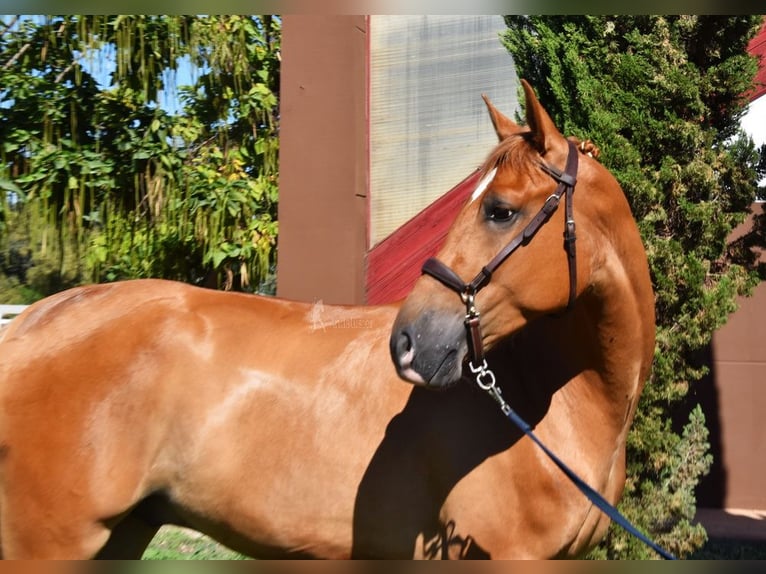 Ispano-Arabo Castrone 4 Anni 157 cm Grigio trotinato in Miralvalles