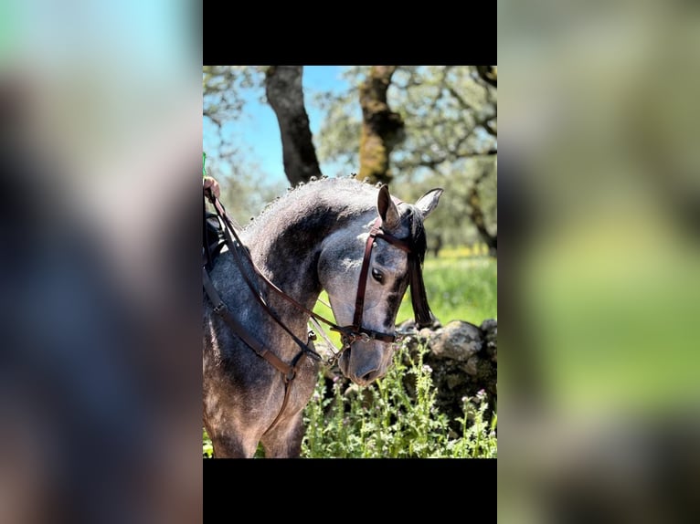 Ispano-Arabo Castrone 4 Anni 167 cm Grigio in Valencia de Alcántara