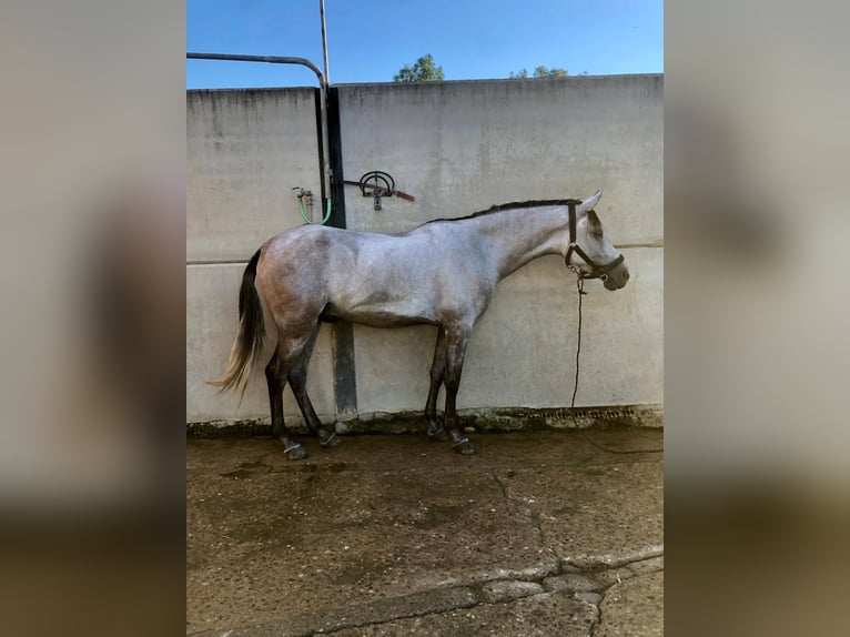 Ispano-Arabo Castrone 4 Anni in Valencina De La Concepcion