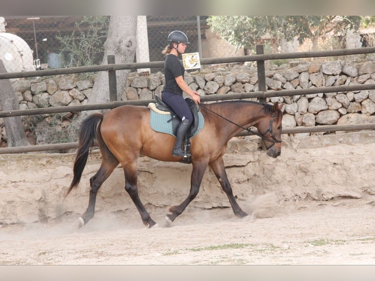 Ispano-Arabo Castrone 5 Anni 153 cm Baio chiaro in Sencelles