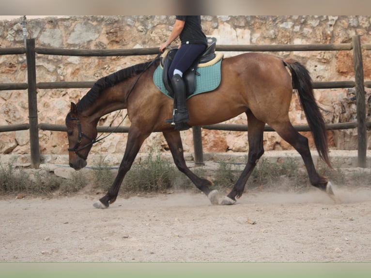 Ispano-Arabo Castrone 5 Anni 153 cm Baio chiaro in Sencelles