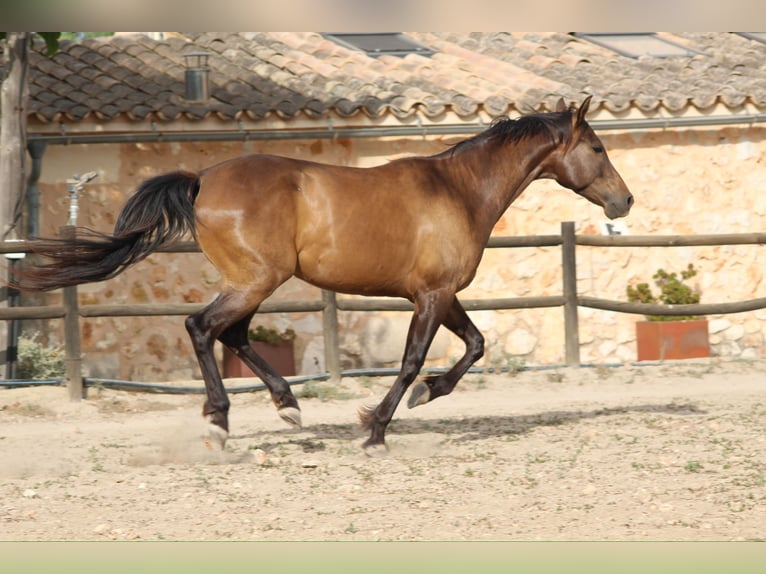 Ispano-Arabo Castrone 5 Anni 153 cm Baio chiaro in Sencelles