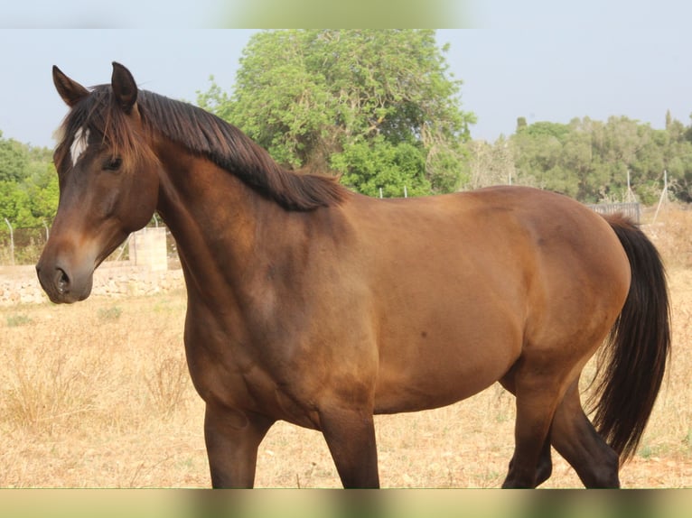 Ispano-Arabo Castrone 5 Anni 153 cm Baio chiaro in Sencelles