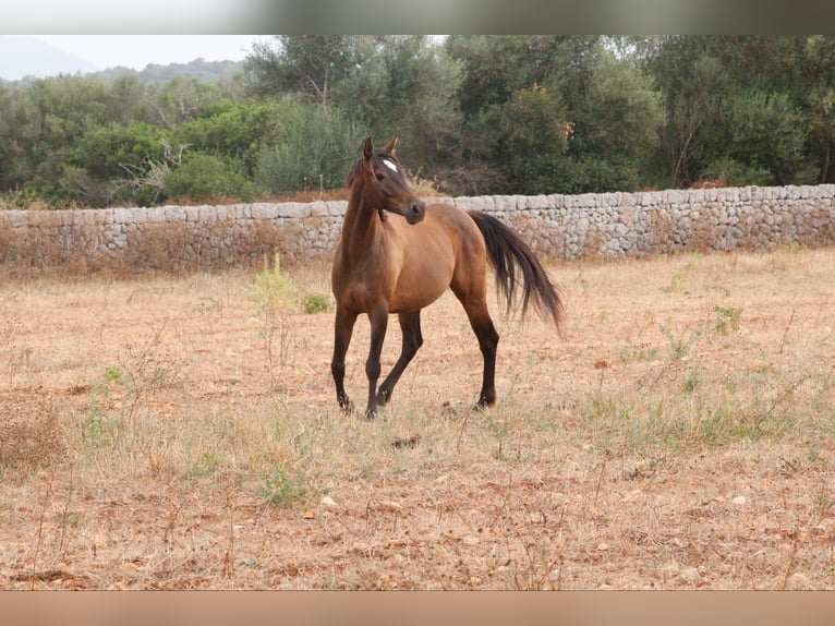 Ispano-Arabo Castrone 5 Anni 153 cm Baio chiaro in Sencelles