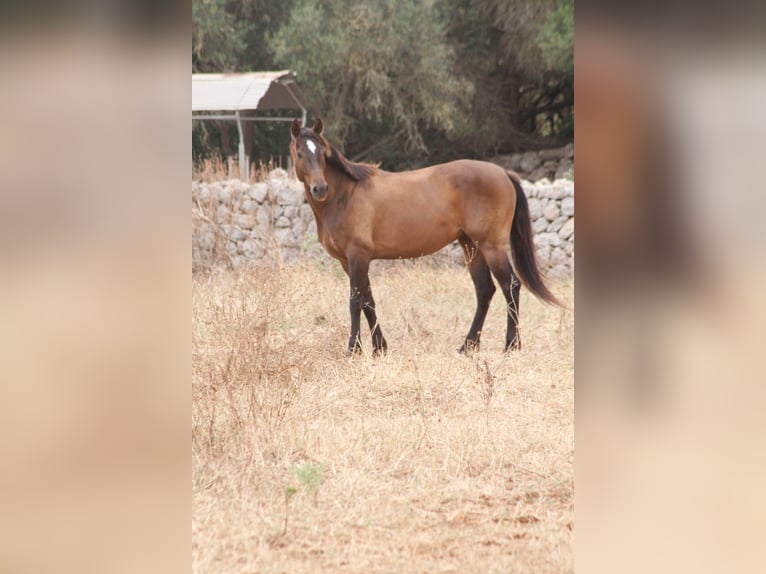 Ispano-Arabo Castrone 5 Anni 153 cm Baio chiaro in Sencelles
