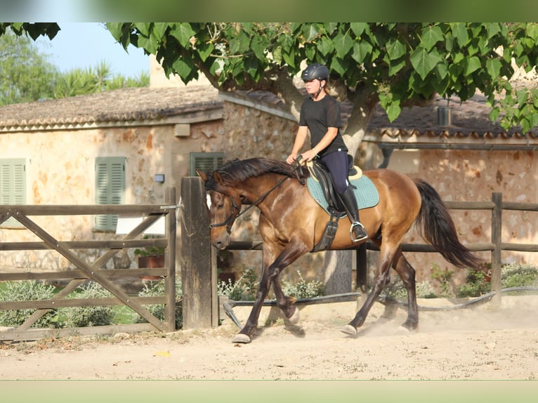 Ispano-Arabo Castrone 5 Anni 153 cm Baio chiaro in Sencelles