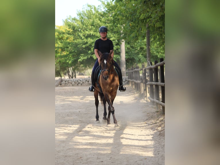 Ispano-Arabo Castrone 5 Anni 153 cm Baio chiaro in Sencelles