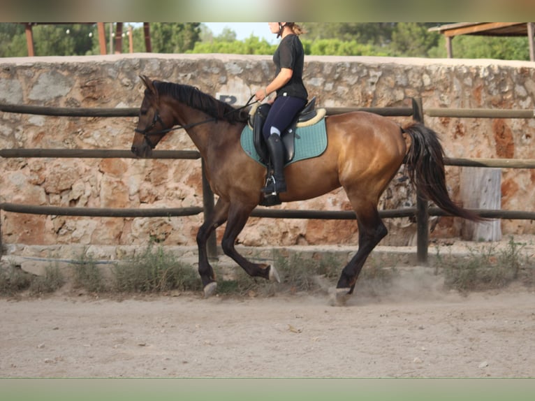 Ispano-Arabo Castrone 5 Anni 153 cm Baio chiaro in Sencelles