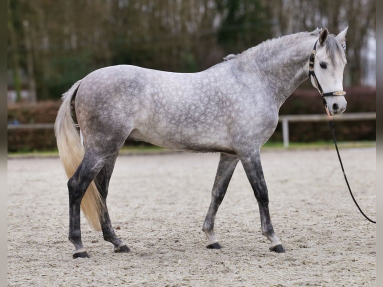 Ispano-Arabo Castrone 5 Anni 154 cm Grigio in Neustadt (Wied)