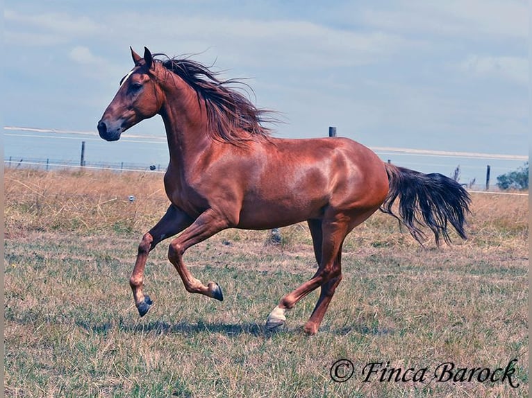 Ispano-Arabo Castrone 5 Anni 156 cm Sauro in Wiebelsheim