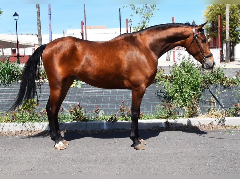 Ispano-Arabo Castrone 5 Anni 163 cm Baio in Provinz Cordoba