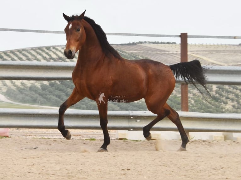 Ispano-Arabo Castrone 5 Anni 163 cm Baio in Provinz Cordoba