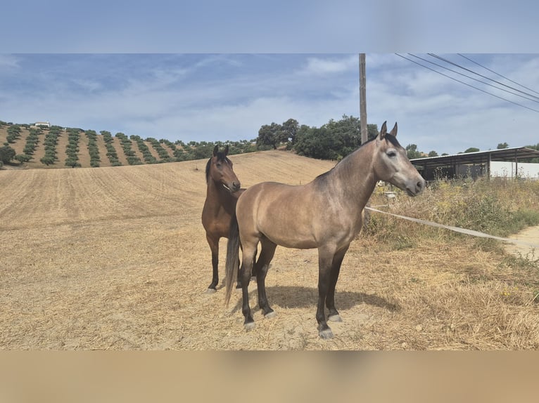 Ispano-Arabo Castrone 5 Anni 163 cm Falbo baio in Peiting