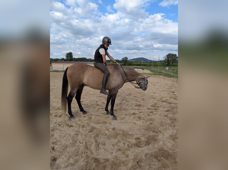 Ispano-Arabo Castrone 5 Anni 163 cm Falbo baio in Peiting