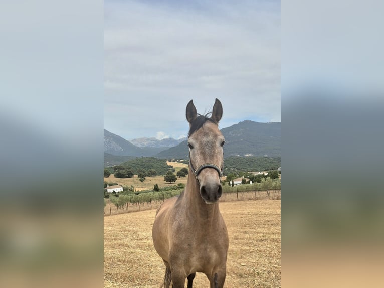 Ispano-Arabo Castrone 5 Anni 163 cm Falbo baio in Peiting