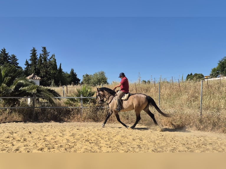 Ispano-Arabo Castrone 5 Anni 163 cm Falbo baio in Peiting