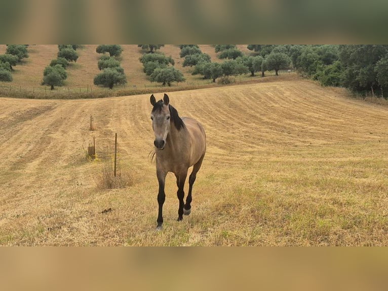 Ispano-Arabo Castrone 5 Anni 163 cm Falbo baio in Peiting